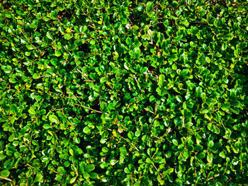 Full frame shot of plants