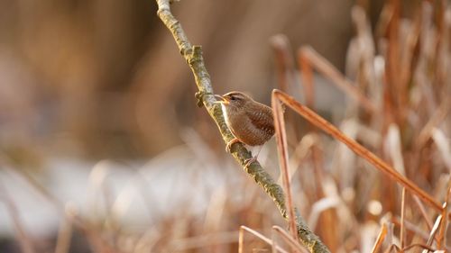 Close-up of a bird on a field