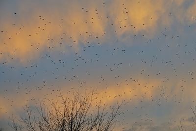 Low angle view of birds flying in sky