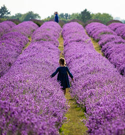 Rear view of person on lavender field