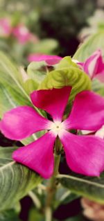 Close-up of pink flowering plant