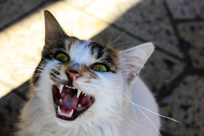 Close-up of cat yawning