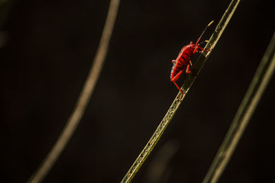 Close-up of insect on twig