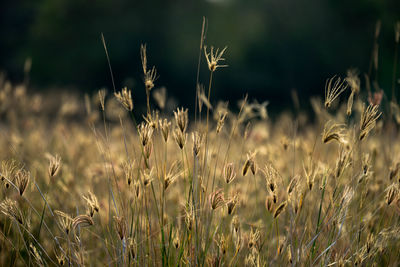 Close-up of stalks in field