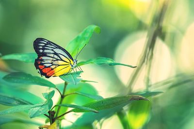 Butterfly on leaf