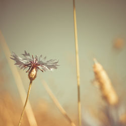 Close-up of wilted dandelion against sky
