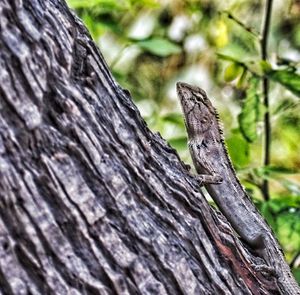 Close-up of lizard on tree trunk