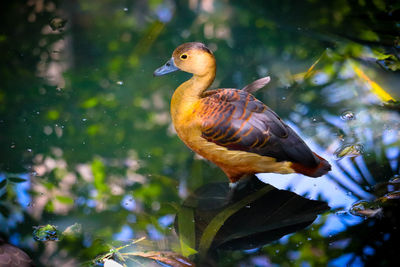 Close-up of bird perching on a tree