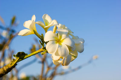 Low angle view of white flowers blooming on tree against sky