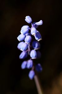 Close-up of purple flowering plant against black background