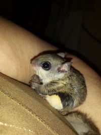 Close-up portrait of a dog