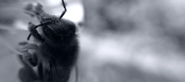 Close-up of an animal against blurred background