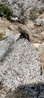 Close-up of insect on rock