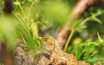 Close-up of a lizard