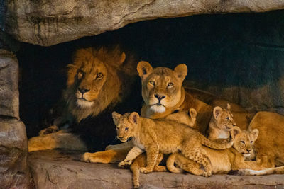 Lion family 