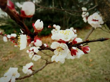 Close-up of apple blossoms in spring