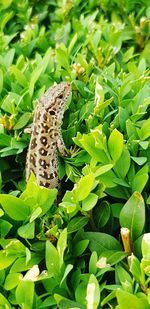 Close-up of butterfly on plant