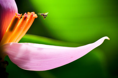 Close-up of bee on flower