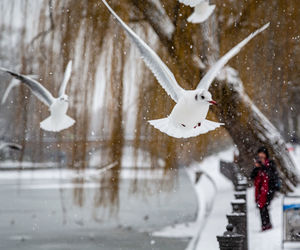 White heron on snow covered tree