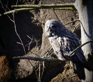 Close-up of bird perching on tree