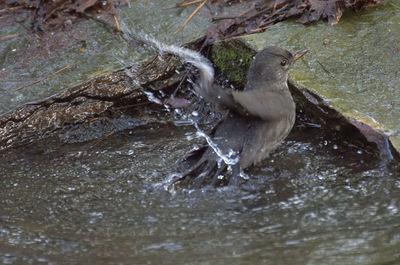 Close-up of bird in water