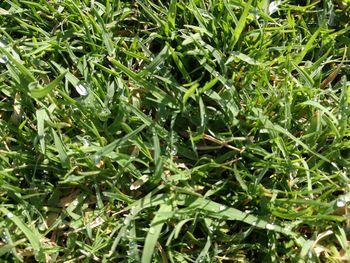 Full frame shot of fresh green grass