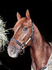 Close-up of horse in stable