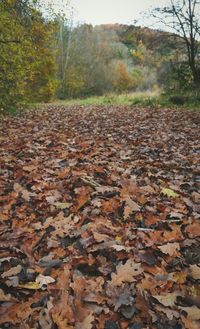 Autumn leaves fallen in forest