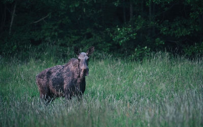 Moose on field