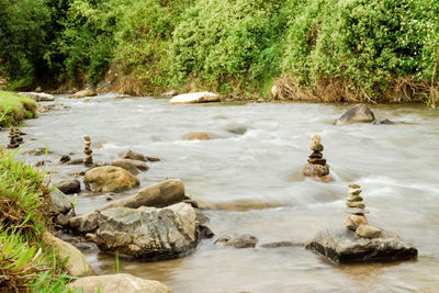 Scenic view of river stream in forest