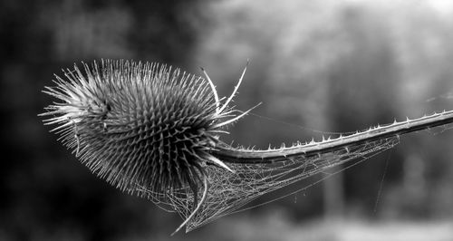 Close-up of thistle