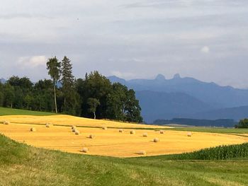 Scenic view of agricultural field against sky