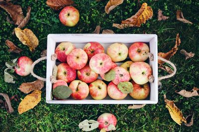 Directly above shot of apples in crate at farm