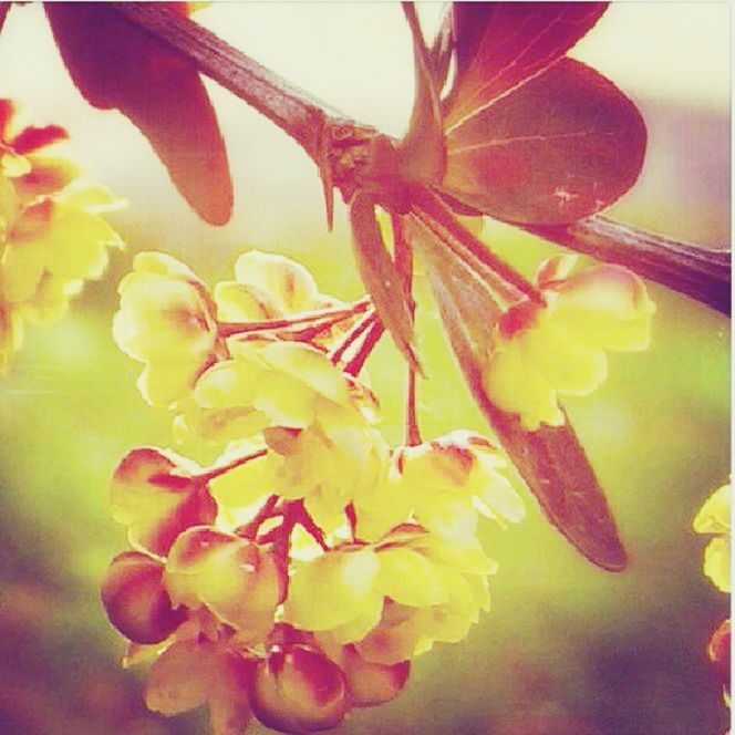 flower, freshness, fragility, petal, growth, beauty in nature, nature, flower head, close-up, blooming, blossom, in bloom, branch, pink color, focus on foreground, plant, low angle view, leaf, bud, springtime