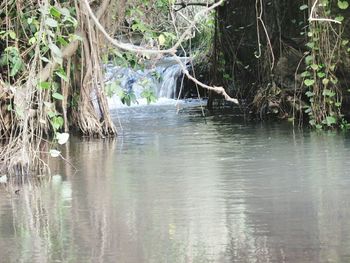 Scenic view of river flowing through forest