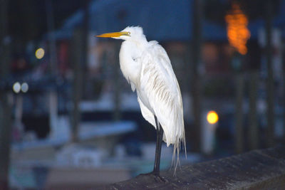 Close-up of a bird perching