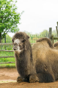 View of an animal on field