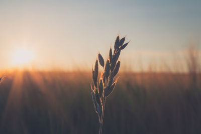 Close-up of wheat growing on field against sky at sunset