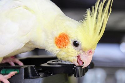 Close-up of bird