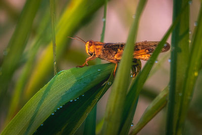 Close-up of insect on grass