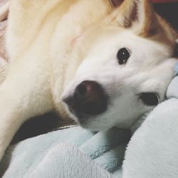 Close-up of white dog