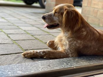 Close-up of a dog looking away