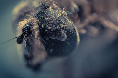 Close-up of jellyfish swimming in water