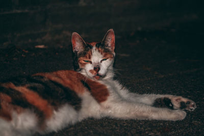 Close-up portrait of a cat