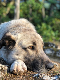 Resting the dog in the nature 