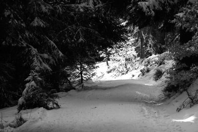 Trees on snow covered landscape