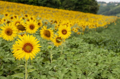 Close-up of sunflowers on field