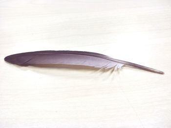 High angle view of feather on table