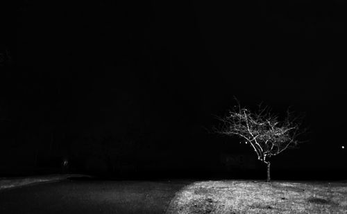 Single tree at night