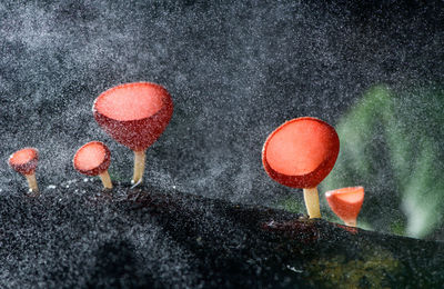 Close-up of mushroom growing in snow